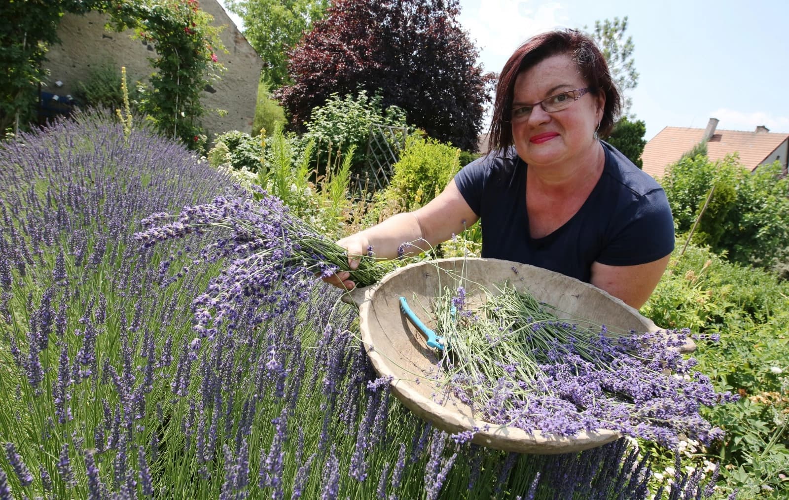 Ing. Simona Görtlerová — sklizeň levandule v zahradě v Klapém
