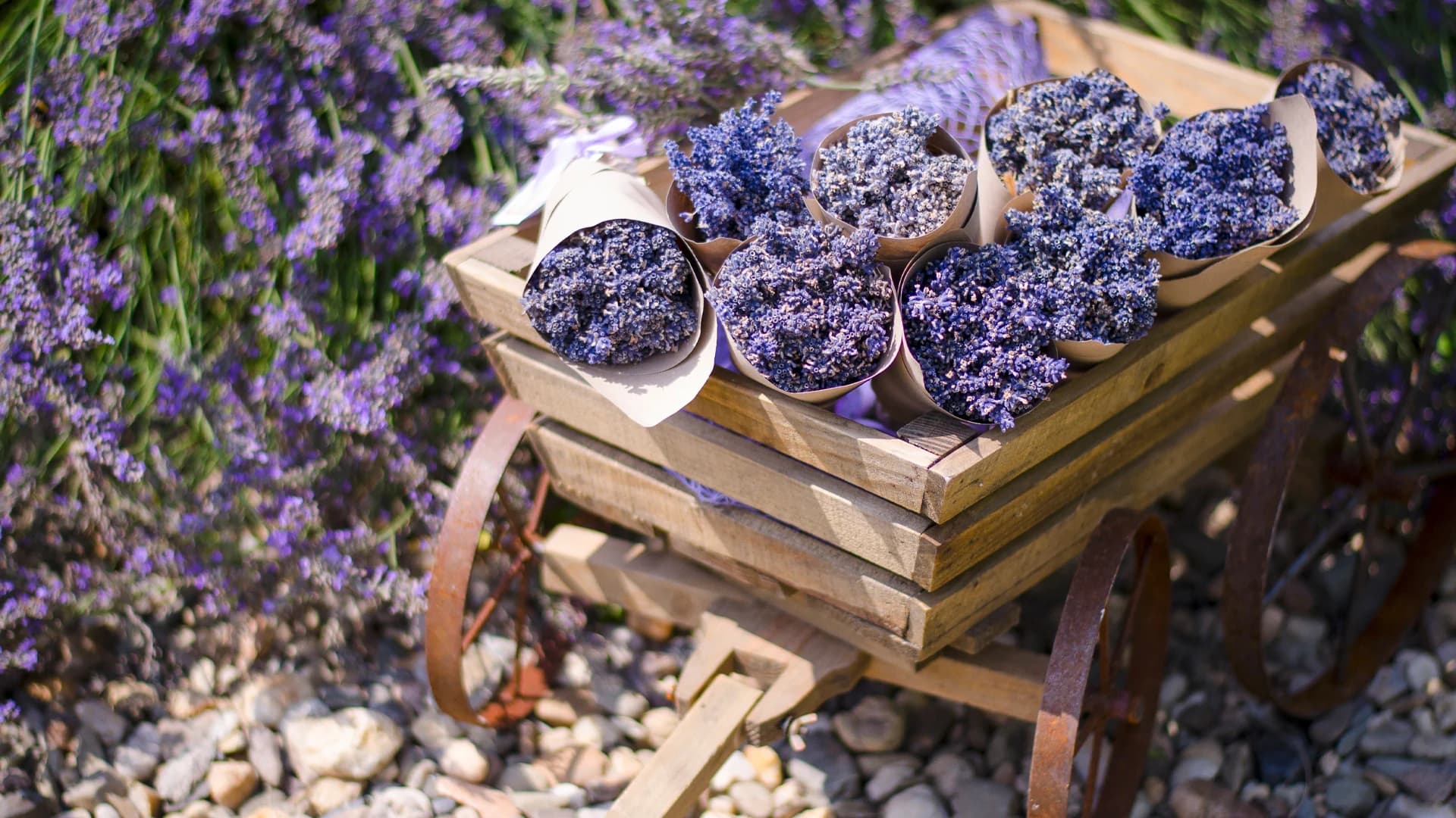 Rozkvetlá levandulová zahrada Anette — kytice levandule na dřevěném vozíku