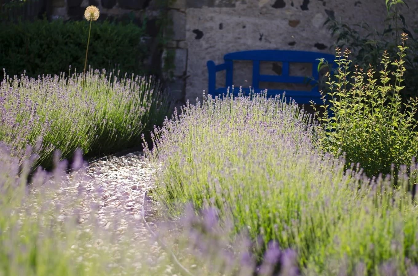 Levandulové záhony